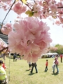 [足立都市農業公園][桜][チューリップ]