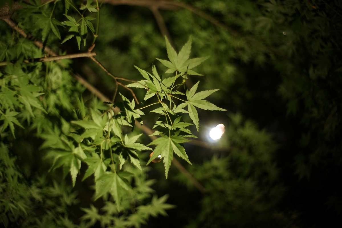f:id:offtimecafe:20190813191507j:plain f:id:offtimecafe:20190813191507j:plain