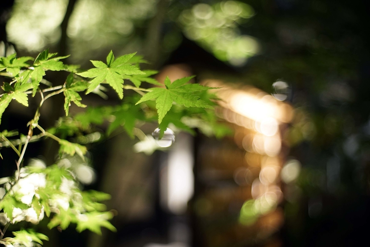f:id:offtimecafe:20190813191938j:plain f:id:offtimecafe:20190813191938j:plain