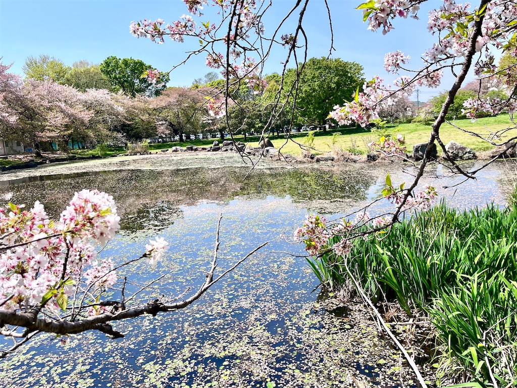 f:id:offtonmofu:20240415221252j:image