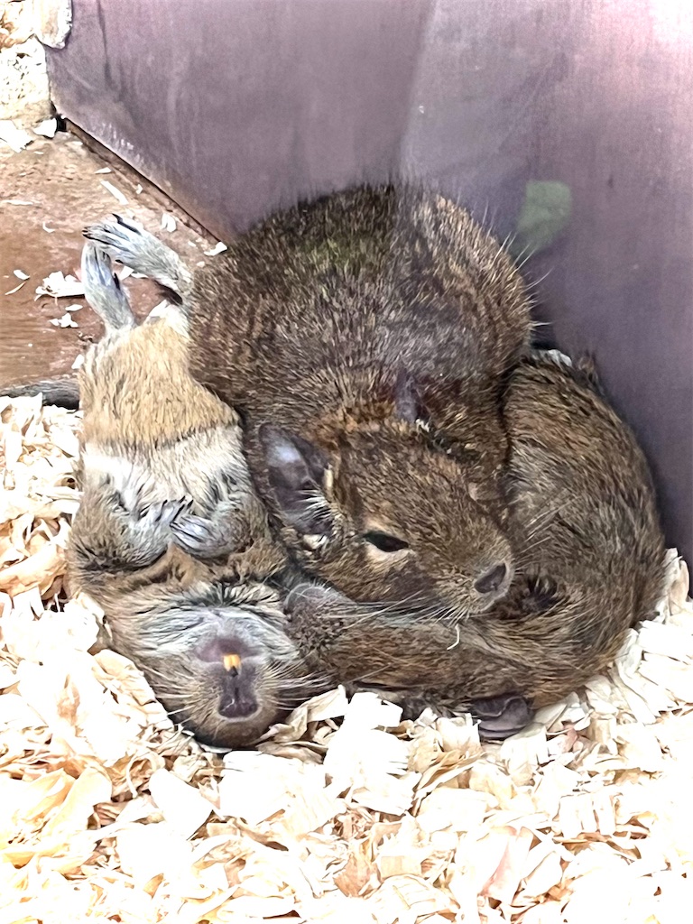 f:id:offtonmofu:20240507201844j:image