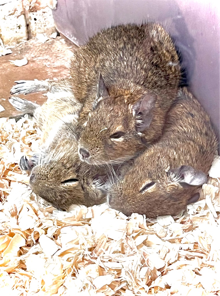 f:id:offtonmofu:20240507201903j:image