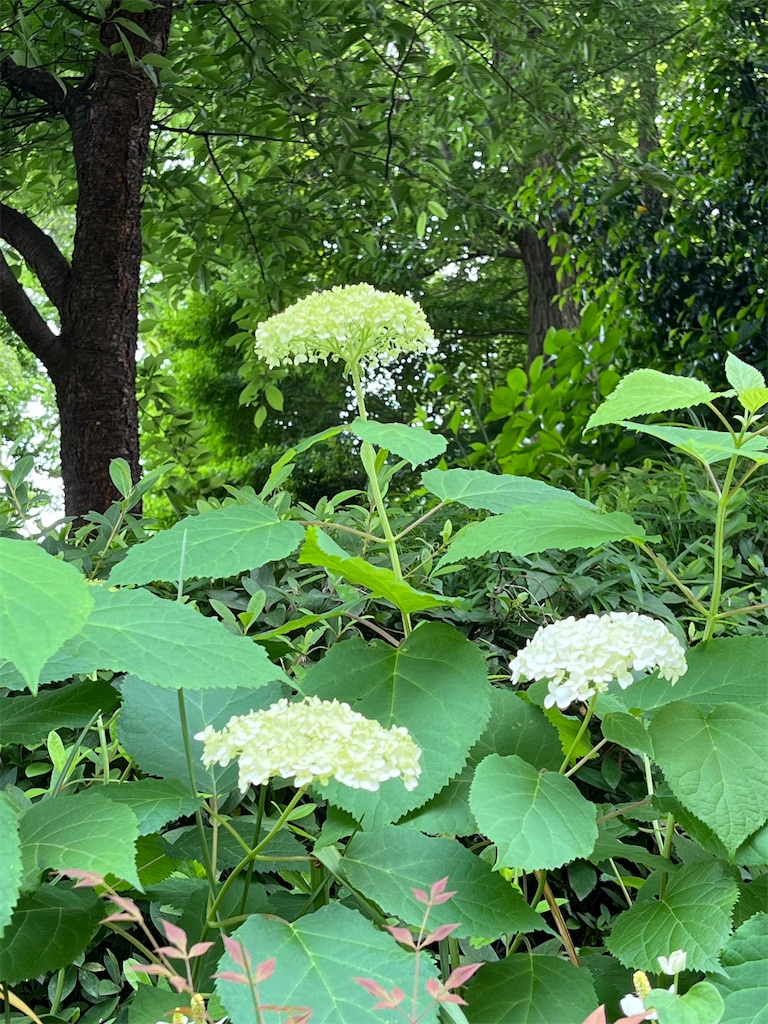 f:id:offtonmofu:20250602120601j:image