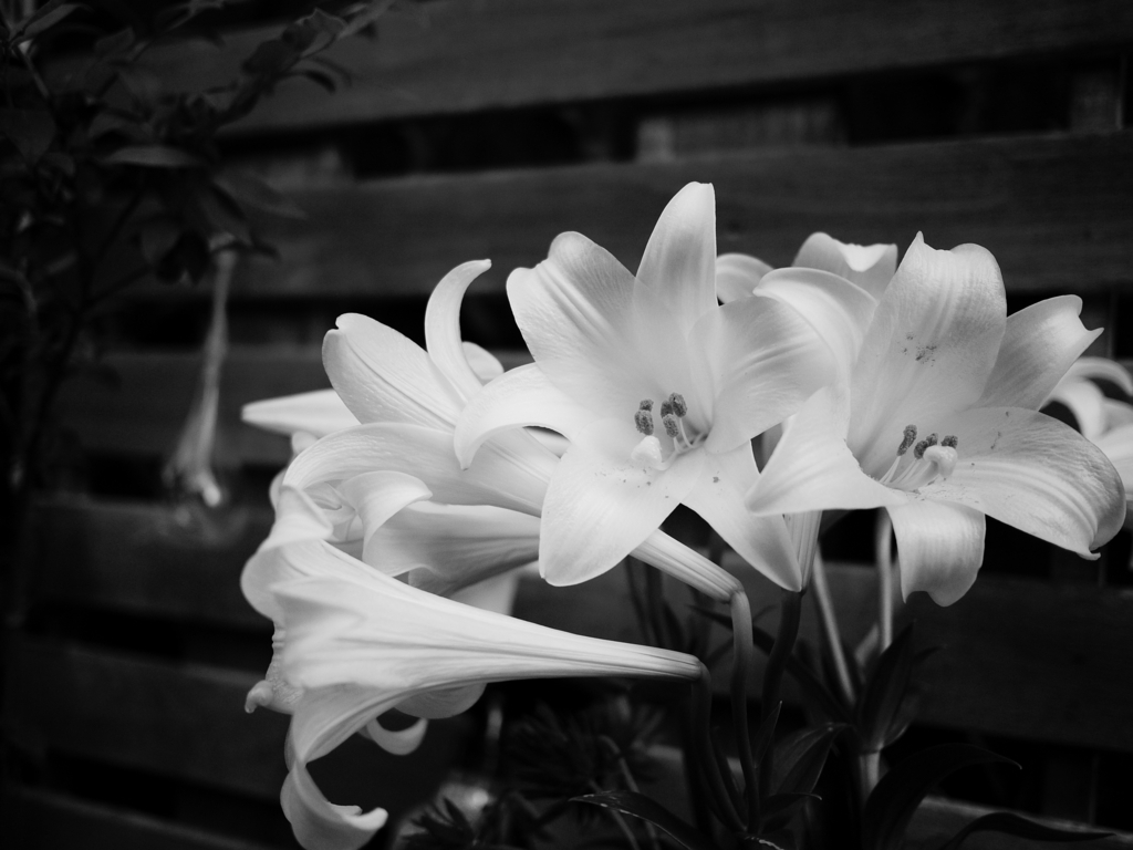 f:id:ofp:20180603174338j:plain