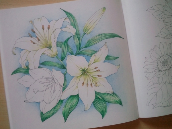 完成 ユリの花ページを色鉛筆で 花日和花だより 塗り絵日記 完成 ユリの花ページを色鉛筆で 花日和花だより 塗り絵日記