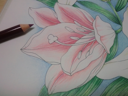 完成 ユリの花ページを色鉛筆で 花日和花だより 塗り絵日記 完成 ユリの花ページを色鉛筆で 花日和花だより 塗り絵日記
