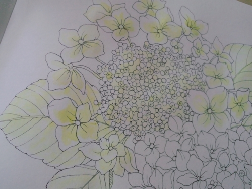 透明水彩で紫陽花を塗ってみる 花日和より 塗り絵日記