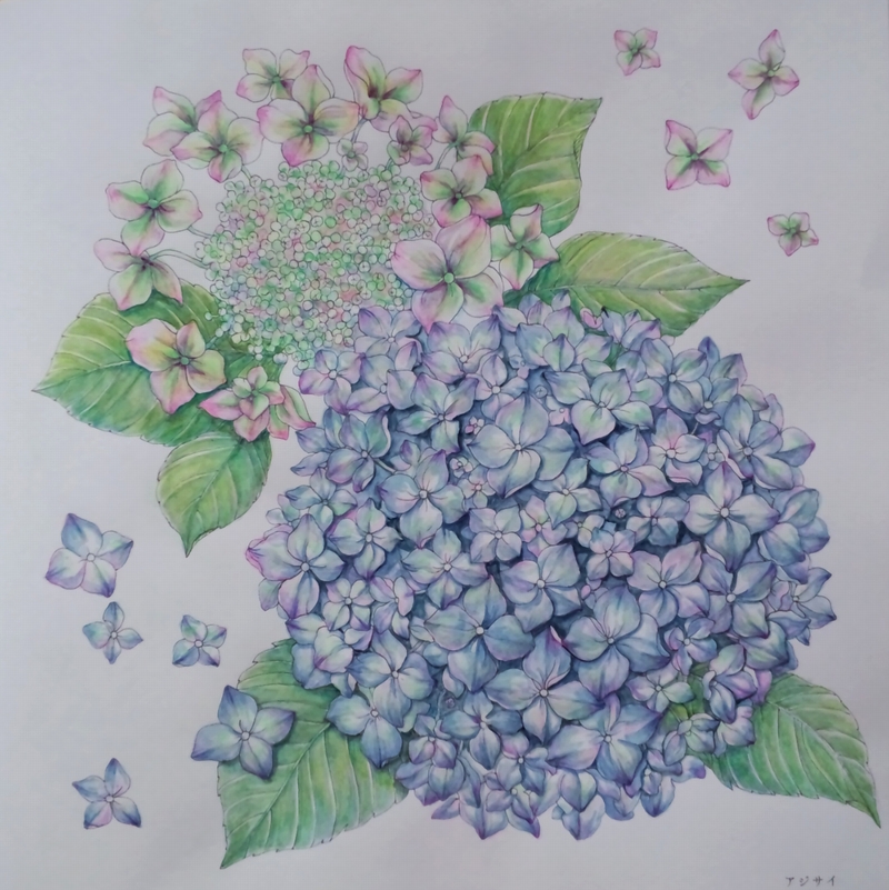 アジサイ 水彩色鉛筆画 額なし 100％安い - 額なし 水彩色鉛筆画 アジサイ 絵画 絵画 - 絵画 - 絵画