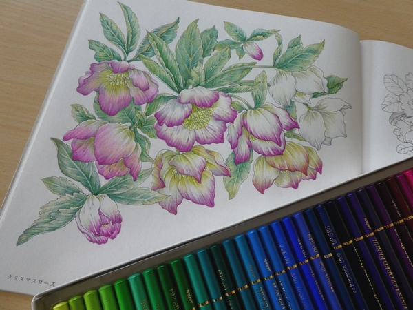 完成 クリスマスローズをホルベイン色鉛筆で塗ってみました 花日和花だよりより 塗り絵日記 完成 クリスマスローズをホルベイン色鉛筆で塗ってみました 花日和花だよりより 塗り絵日記