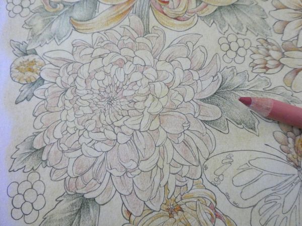 2 菊の花の塗り方紹介です 脳がみるみる若返るぬり絵より 塗り絵日記