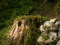 [神社][木]白髭神社 - 長野市鬼無里祖山