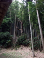 [神社][木]玉前神社 - 千葉県市原市高坂