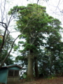 [神社][木]白鳥神社 - 千葉県市原市石塚