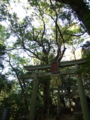 [神社][木][鳥居]菅原神社 - 千葉県八千代市下高野