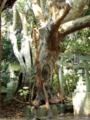 [神社][木]渡海神社 - 千葉県銚子市高神西町