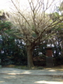 [神社][木]渡海神社 - 千葉県銚子市高神西町