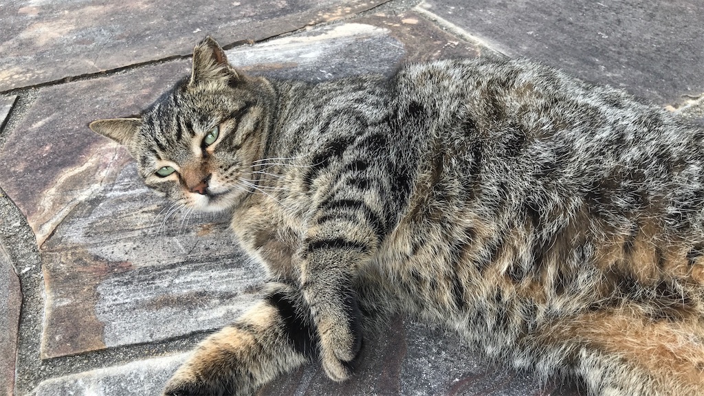 f:id:ogatafumiaki:20220316091535j:image