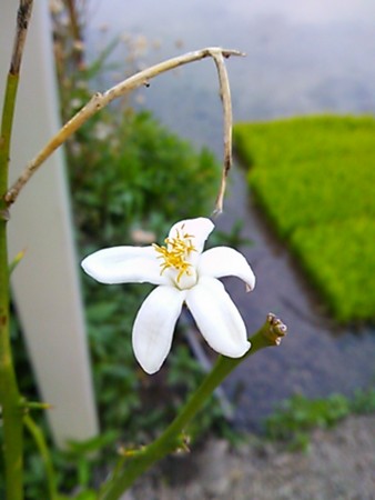 f:id:ogawashigeru:20120531190142j:image