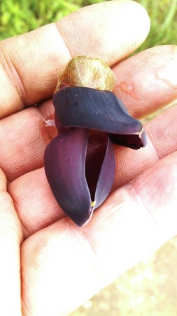 f:id:ogawashigeru:20130324164156j:image