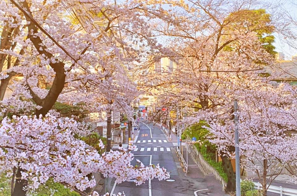 福山雅治の『桜坂』のモデル！徒歩で巡れる周辺の桜スポット3選も 