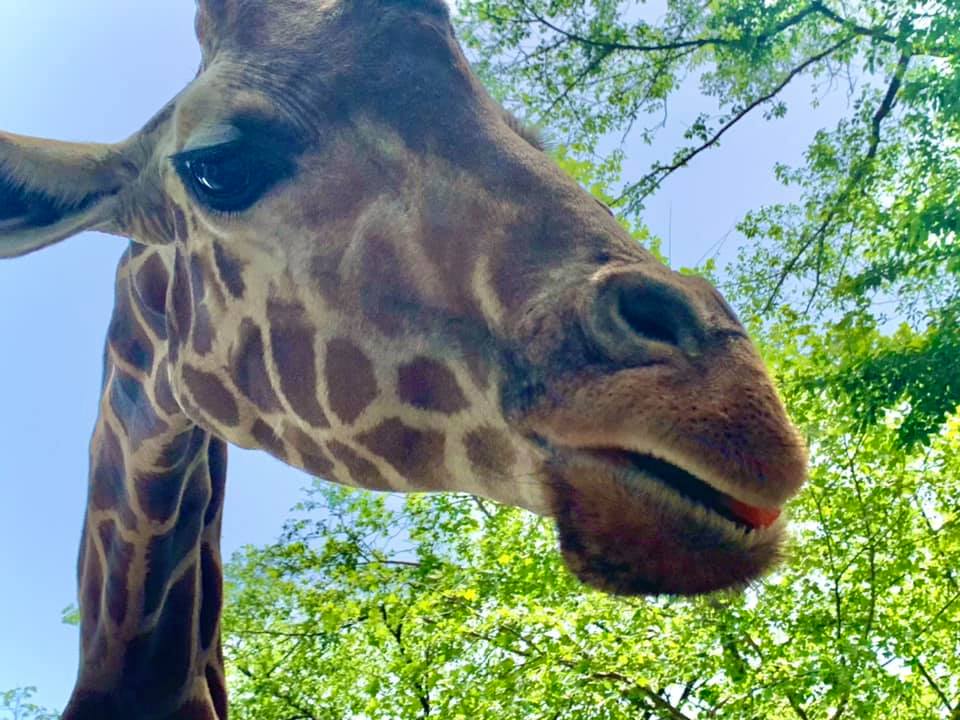 f:id:ogawasss0827:20210504192745j:plain