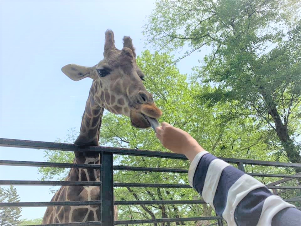 f:id:ogawasss0827:20210504193522j:plain