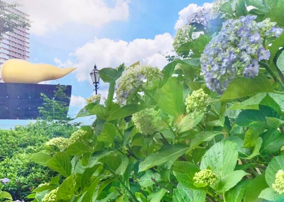 見ごろまであと少し 隅田公園 浅草側 のあじさいの開花状況は 21 One Access