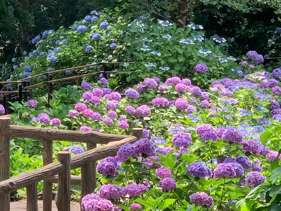 f:id:ogawasss0827:20210616142156j:plain