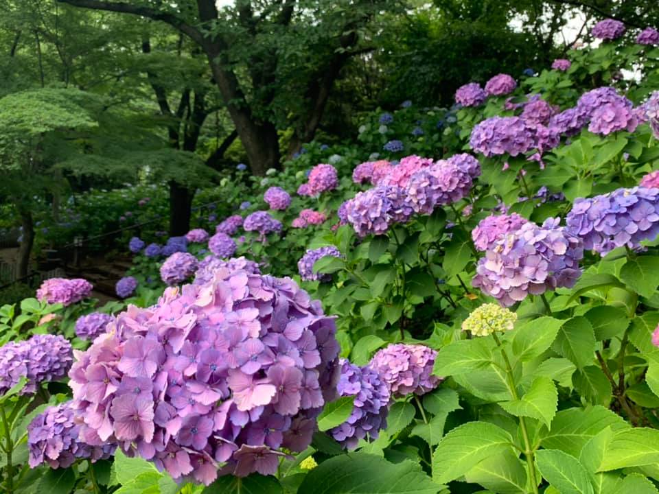 f:id:ogawasss0827:20210616142310j:plain