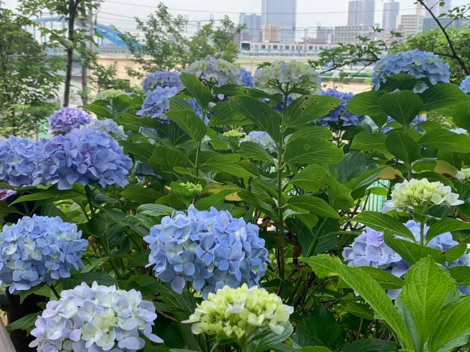 f:id:ogawasss0827:20210616142738j:plain