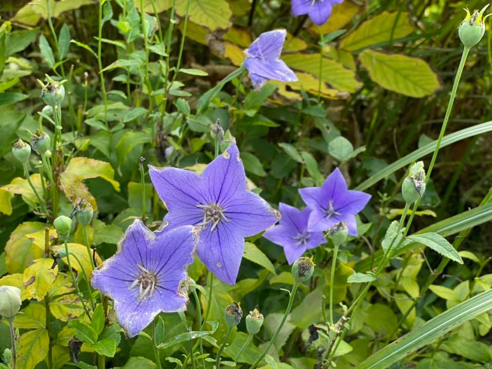 f:id:ogawasss0827:20210927115219j:plain