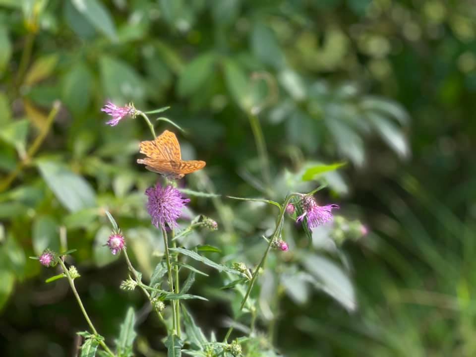 f:id:ogawasss0827:20210927115239j:plain