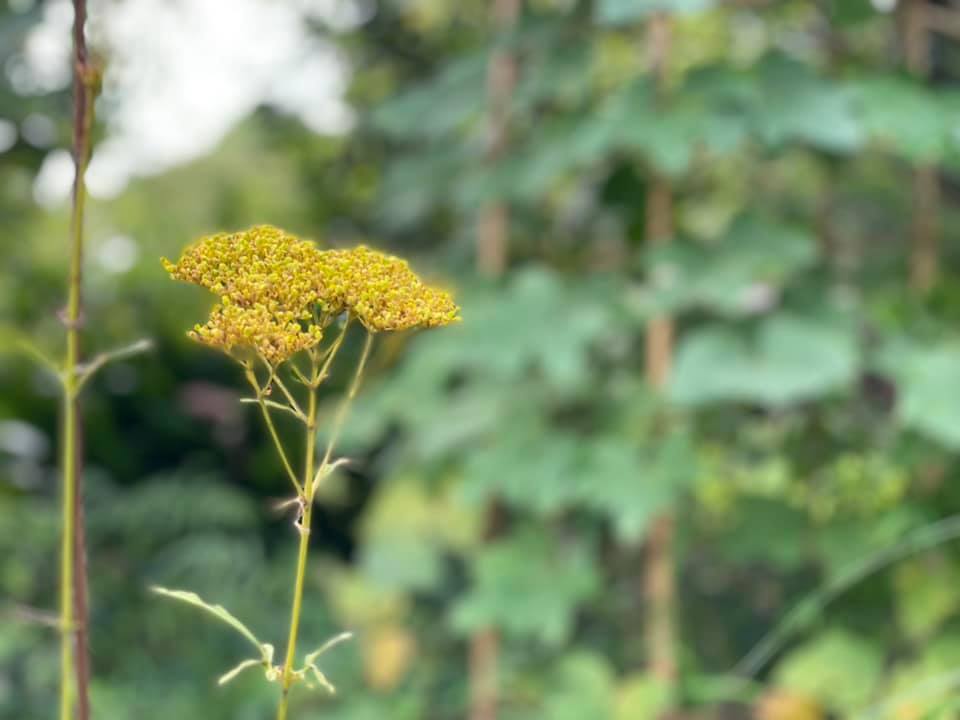 f:id:ogawasss0827:20210927120004j:plain