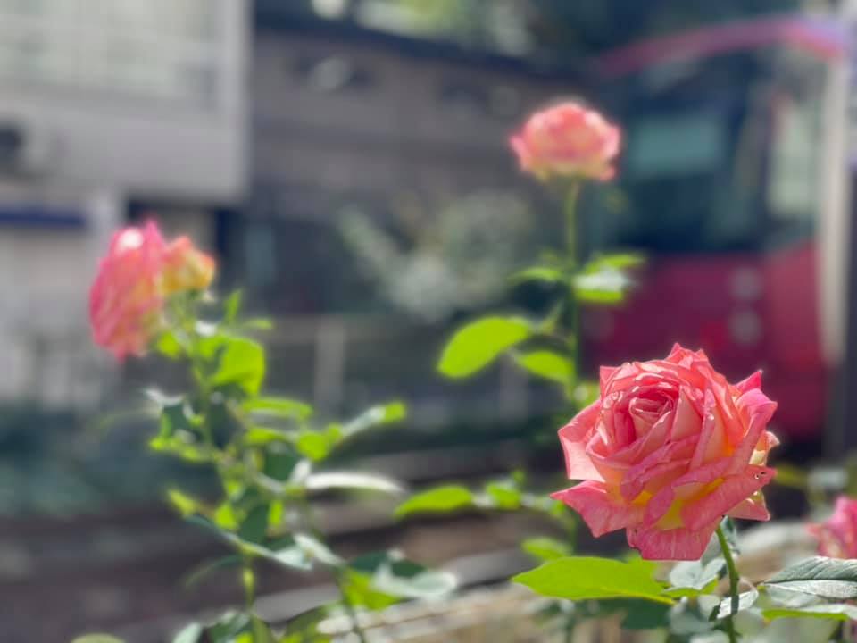 f:id:ogawasss0827:20211020100855j:plain