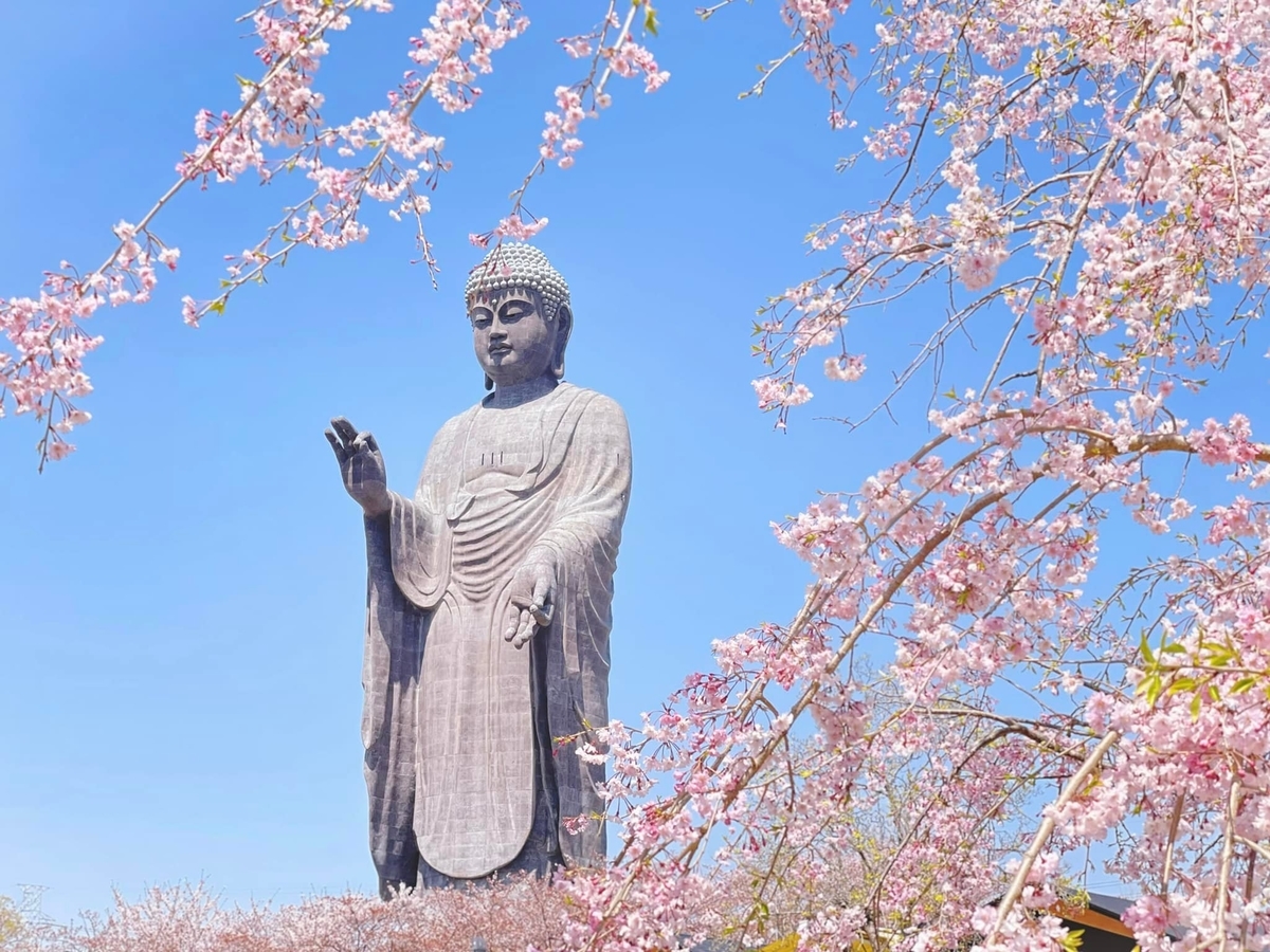 【中古】 良縁と幸運を招く数のチカラ/菜の花舎/大久保元春 茨城】桜と芝桜のコラボレーションが美しい！春の「牛久大仏」へ