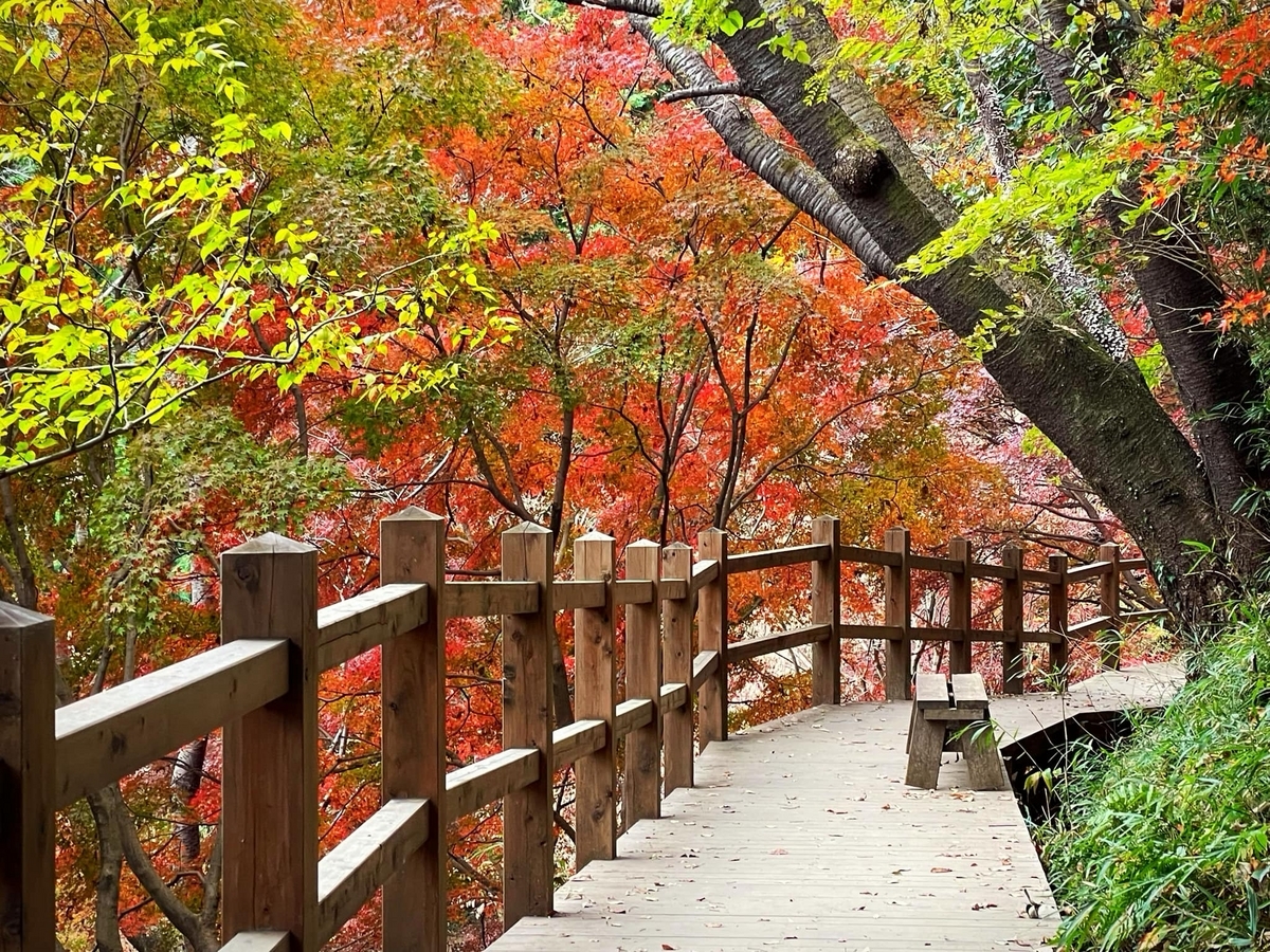 茨城・土浦】朝日峠・もみじ谷の紅葉2023が見ごろに！橋周辺は今