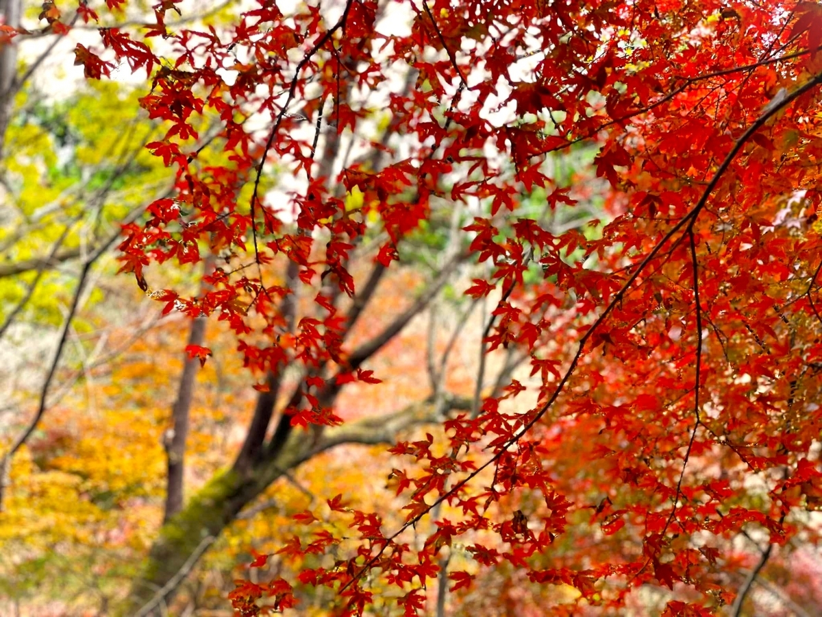 もみじ 小菅村 もみじ橋駐車場『紅葉+バイク』ツーリングスポット – ふ