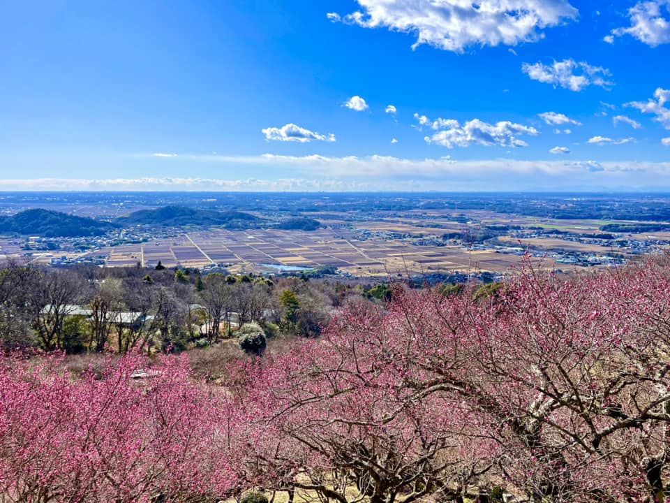 第52回 筑波山梅まつり ～2025年～／The 52nd Tsukuba Mountain