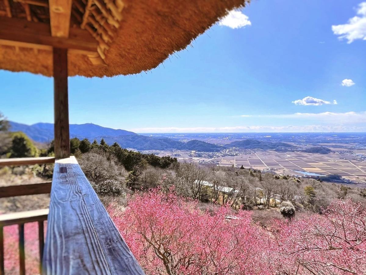 第52回 筑波山梅まつり ～2025年～／The 52nd Tsukuba Mountain
