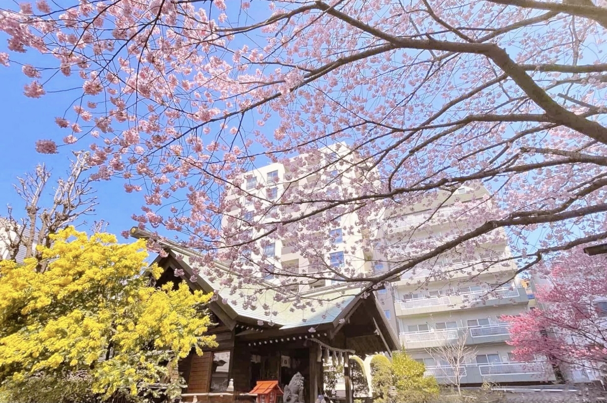 蔵前神社のミモザ2024！桜の開花状況&見ごろは？今年は早い？ - One Access