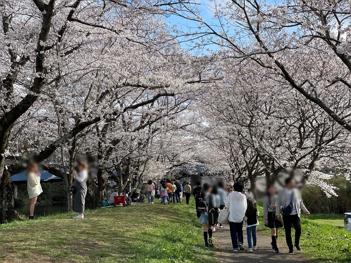 桜 サクラ(桜)啓翁桜(ケイオウザクラ)地掘大苗 - 果樹苗・大苗