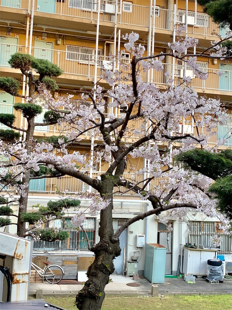 f:id:ogiharamisakiriha:20190403081414j:image f:id:ogiharamisakiriha:20190403081414j:image