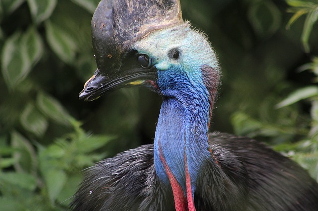 ニワトリが恐竜の生き残りであるという事実 ゲノム解析から判明 Ogikubojinの日記
