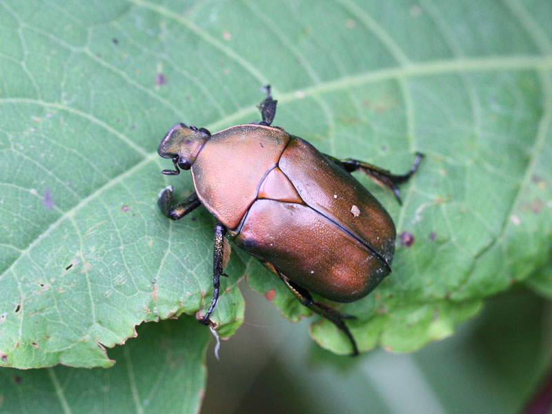 カナブンの数がめっきり減っているらしいけど ３種それぞれのカナブンについての考察 Ogikubojinの日記
