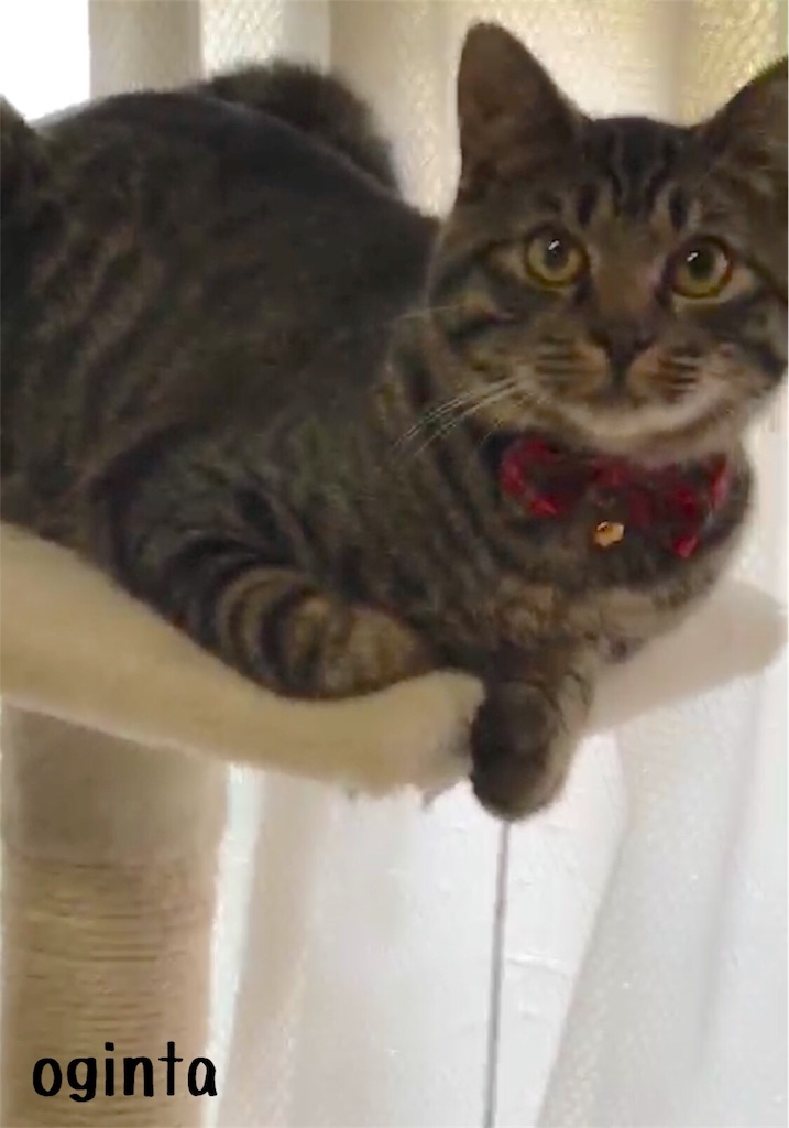 f:id:oginta:20180515062514j:image