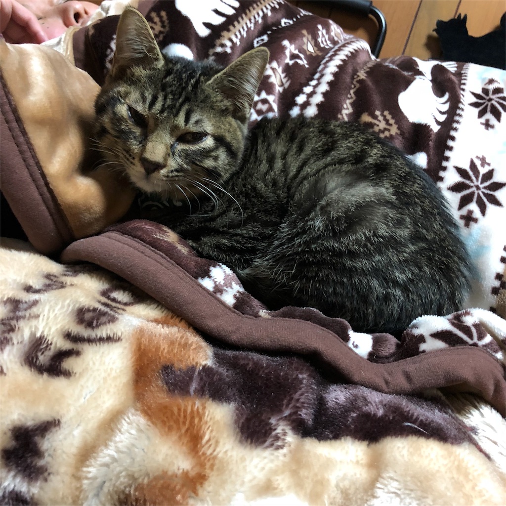 f:id:oginta:20181019205341j:image