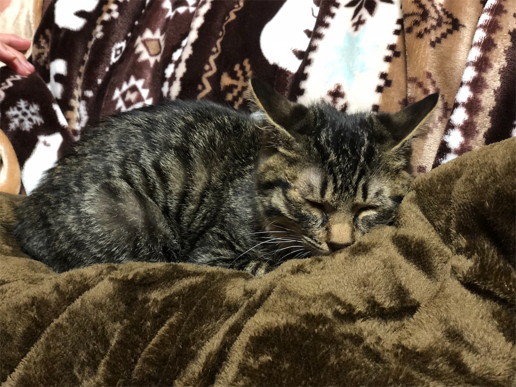 f:id:oginta:20181019205346j:image