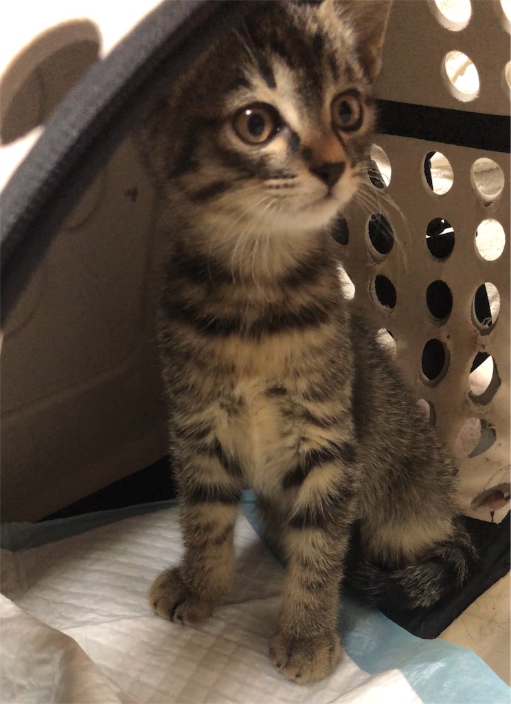 f:id:oginta:20181108123826j:image