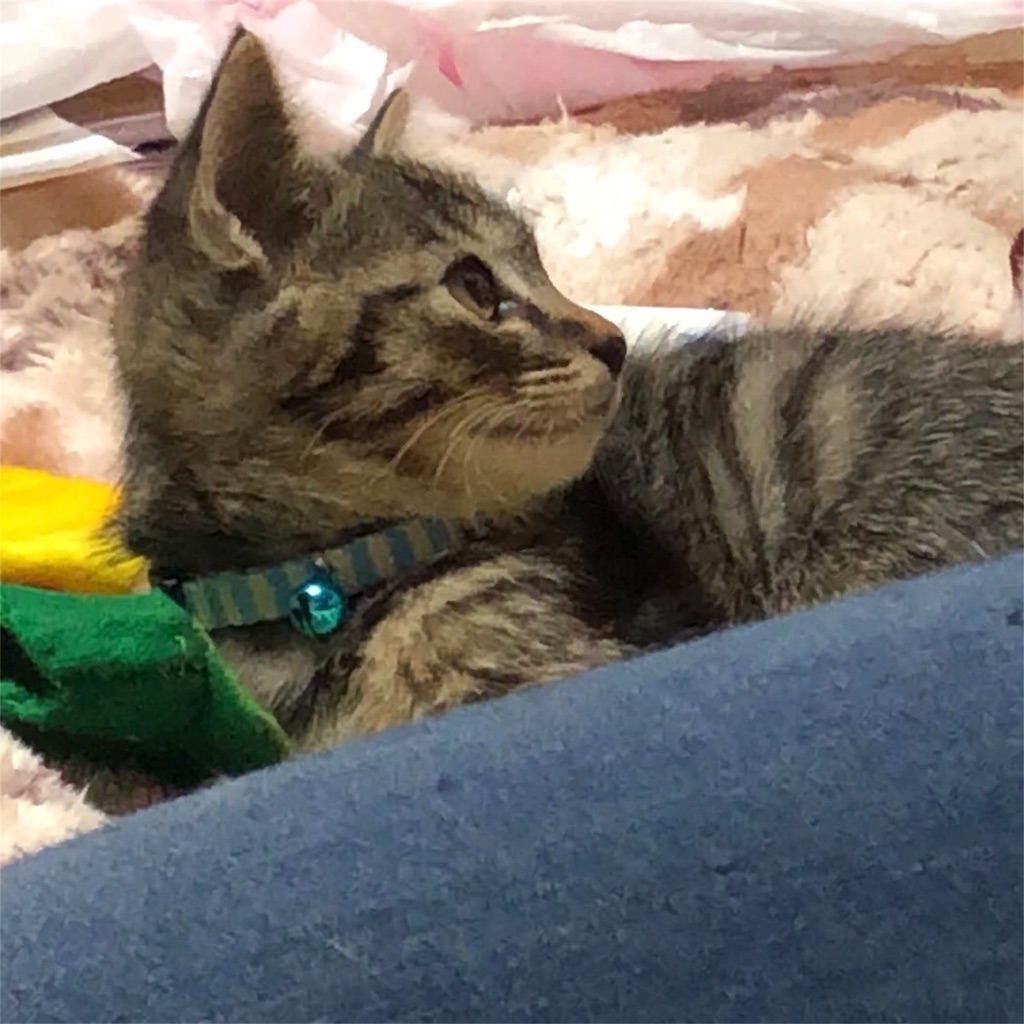 f:id:oginta:20181108123830j:image