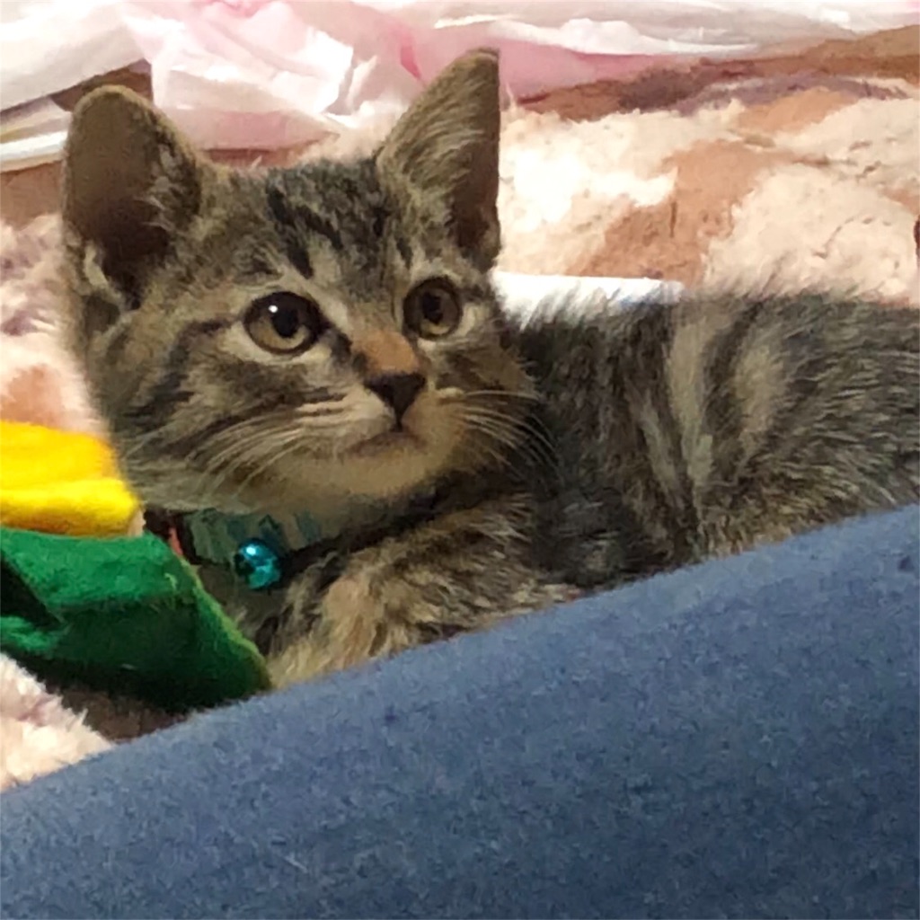 f:id:oginta:20181108123834j:image